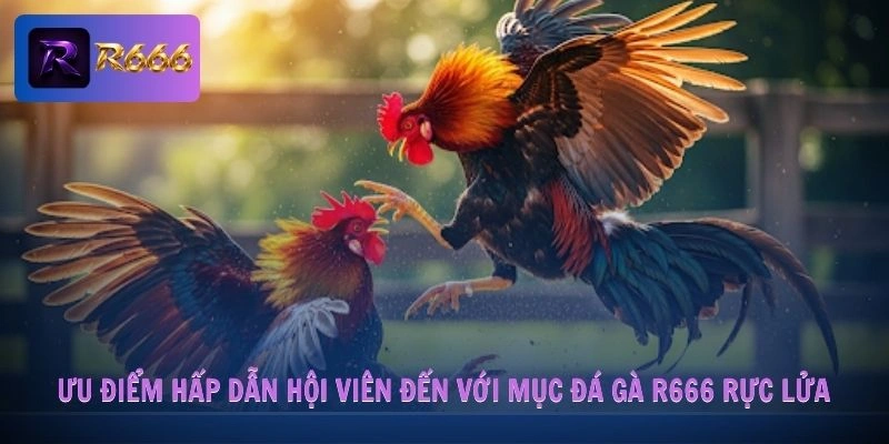 Ưu điểm hấp dẫn hội viên đến với mục đá gà R666 rực lửa